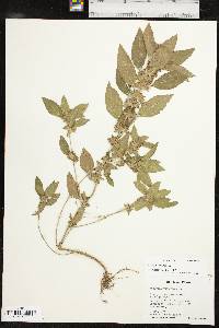 Acalypha virginica image