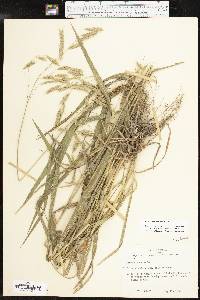 Bromus pubescens image