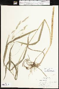 Bromus pubescens image