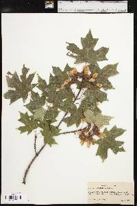 Acer grandidentatum image