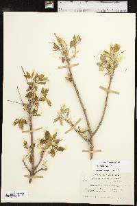 Acer negundo var. texanum image