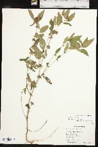 Acalypha virginica image