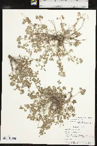Acalypha monostachya image