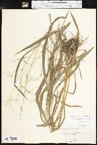 Bromus pubescens image