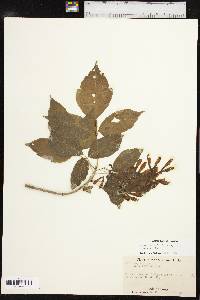 Acer negundo var. texanum image