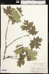 Acer grandidentatum image