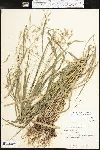 Bromus pubescens image