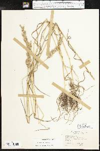 Bromus hordeaceus image