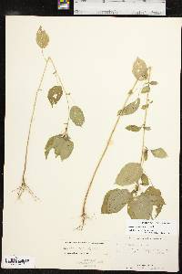 Acalypha ostryifolia image