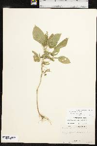 Acalypha ostryifolia image