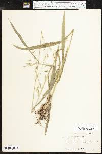 Bromus pubescens image