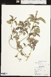 Acalypha ostryifolia image