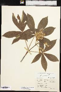 Aesculus pavia var. flavescens image