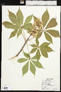 Aesculus glabra image