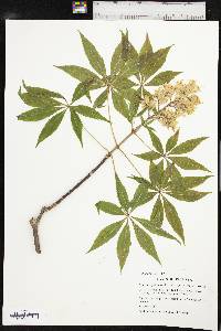 Aesculus glabra image