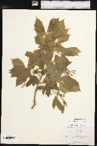 Acer negundo var. texanum image