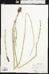 Equisetum ×ferrissii image