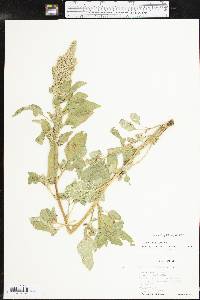 Amaranthus retroflexus image