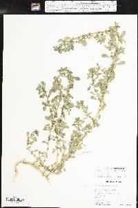 Amaranthus blitoides image