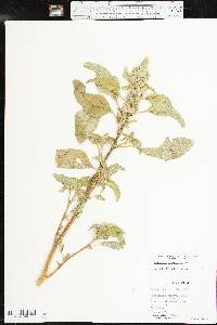 Amaranthus retroflexus image