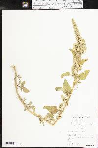 Amaranthus retroflexus image