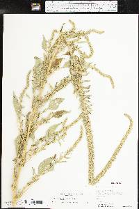 Amaranthus palmeri image