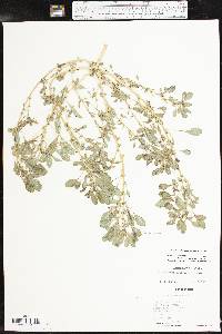 Amaranthus californicus image