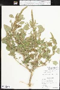 Amaranthus hybridus image