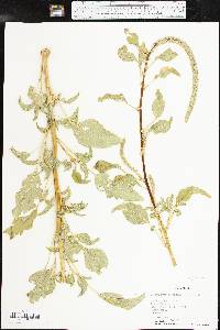 Amaranthus palmeri image