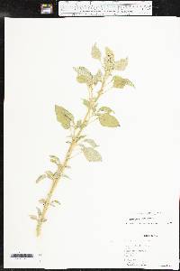 Amaranthus retroflexus image