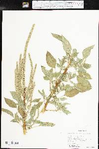 Amaranthus palmeri image