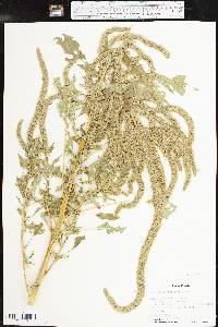 Amaranthus palmeri image