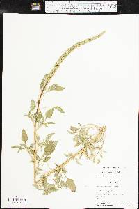 Amaranthus palmeri image