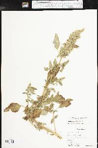 Amaranthus retroflexus image