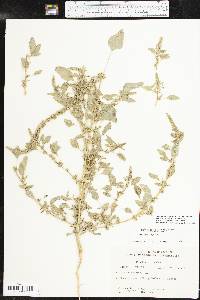 Amaranthus hybridus subsp. hybridus image