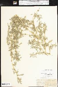 Amaranthus blitoides image