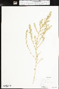 Amaranthus albus image