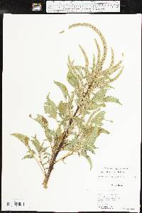 Amaranthus palmeri image