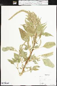 Amaranthus palmeri image