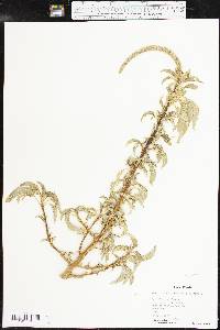 Amaranthus palmeri image