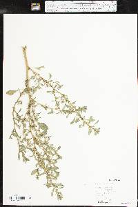 Amaranthus albus image