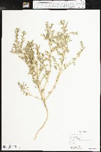 Amaranthus albus image