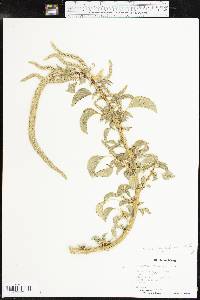 Amaranthus palmeri image