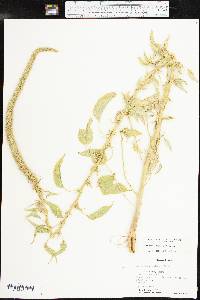 Amaranthus palmeri image