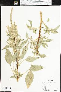 Amaranthus palmeri image