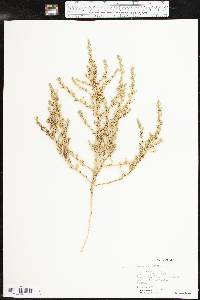 Amaranthus albus image