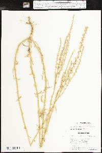 Amaranthus arenicola image