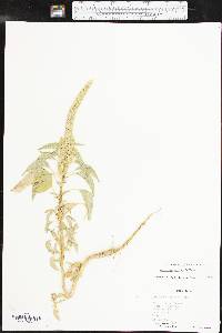 Amaranthus palmeri image