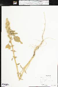 Amaranthus retroflexus image