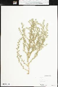 Amaranthus albus image